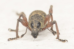 Metapocyrtus adspersus