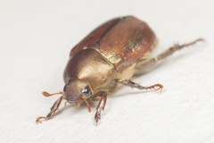 Anomala obsoleta