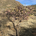 Staghorn Cholla - Photo (c) Amy Lorenz, some rights reserved (CC BY-NC), uploaded by Amy Lorenz