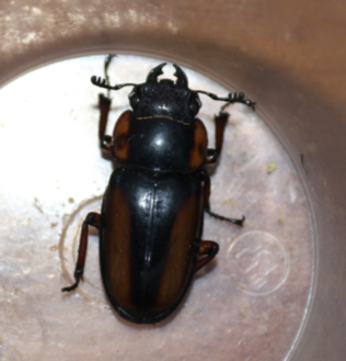 Prosopocoilus savagei