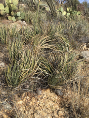 Agave schottii