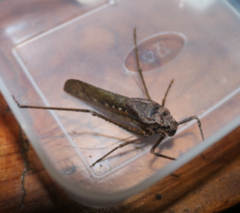 Mecopodinae