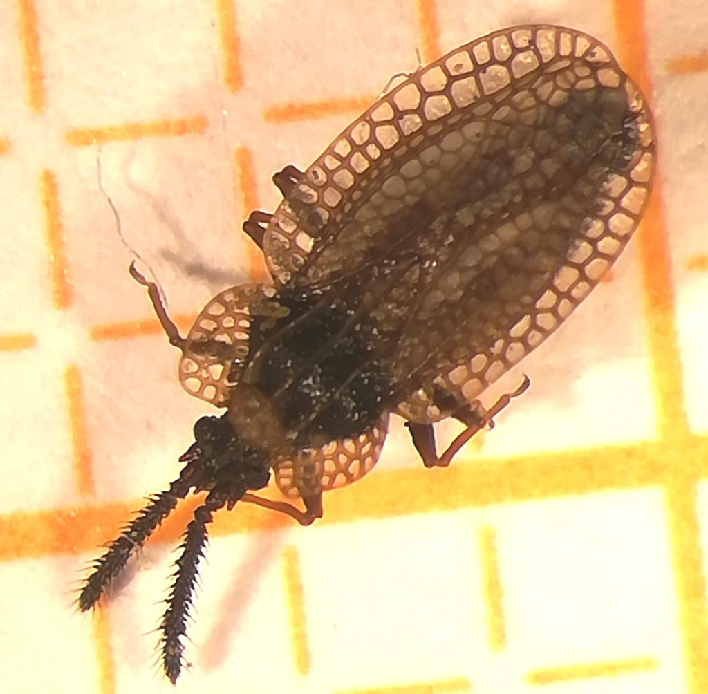 Dictyonota