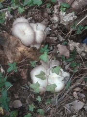 Pleurotus