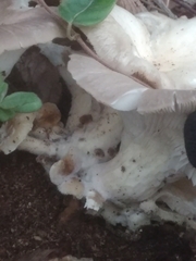 Pleurotus