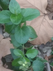 Vinca major