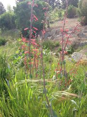 Penstemon centranthifolius