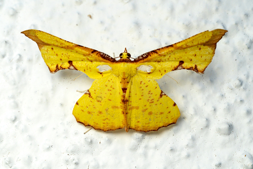 Corymica arnearia Walker, 1860
