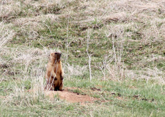 Marmota bobak