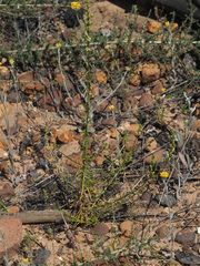 Wahlenbergia macrostachys