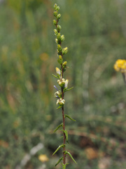 Wahlenbergia macrostachys