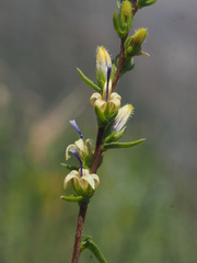 Wahlenbergia macrostachys
