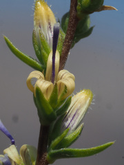 Wahlenbergia macrostachys