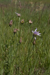 Scorzonera purpurea