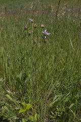 Scorzonera purpurea