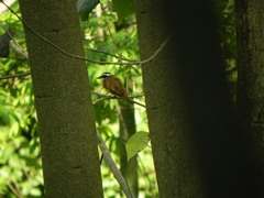 Pitangus sulphuratus