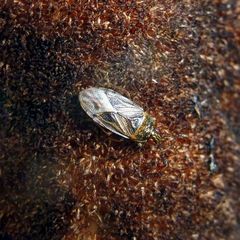 Chilacis typhae