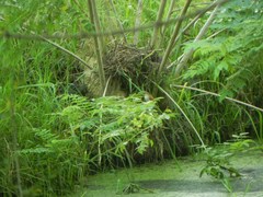 Certhiaxis cinnamomeus