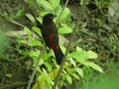 Ramphocelus dimidiatus