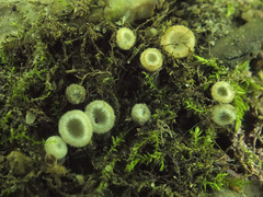 Leucoscypha leucotricha image