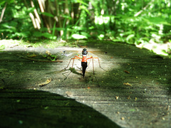 Tanyptera atrata