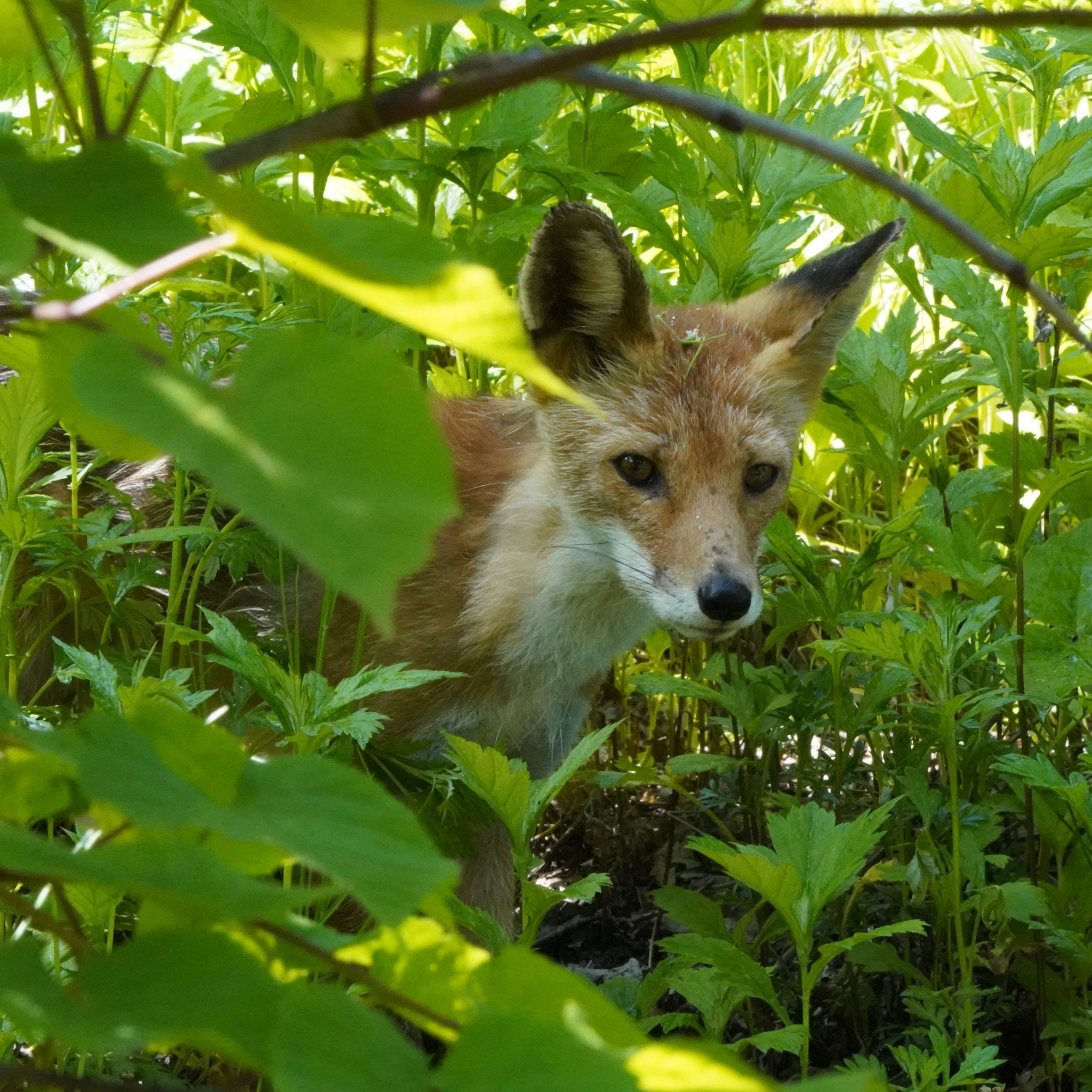 Korean Red Fox (Subspecies Vulpes vulpes peculiosa) · iNaturalist