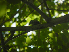 Picumnus olivaceus