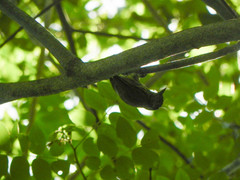 Picumnus olivaceus