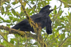 Cephalopterus penduliger