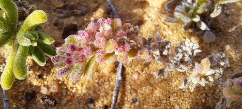 Image of Kewa salsoloides by (c) Liezl van der Merwe, some rights reserved (CC BY)