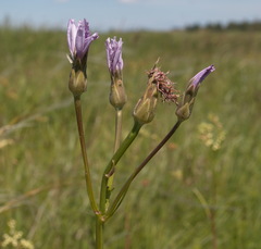 Scorzonera purpurea