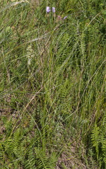 Scorzonera purpurea