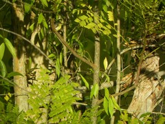 Todirostrum cinereum