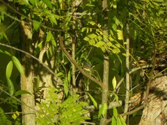 Todirostrum cinereum