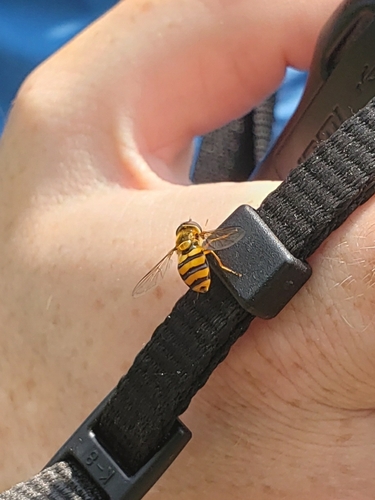 Broad-banded Aphideater photo 6