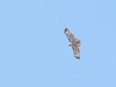 Buteo jamaicensis