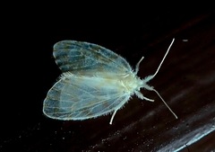 Chamaita barnardi