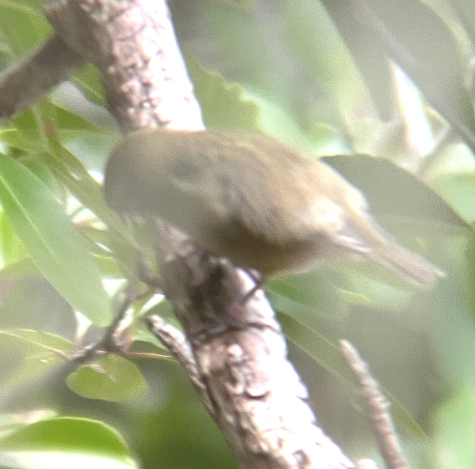 Mauritius Olive White-eye (Zosterops chloronothos), photo 3