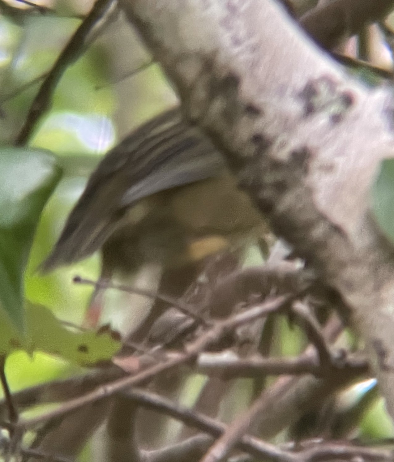 Mauritius Olive White-eye (Zosterops chloronothos), photo 4