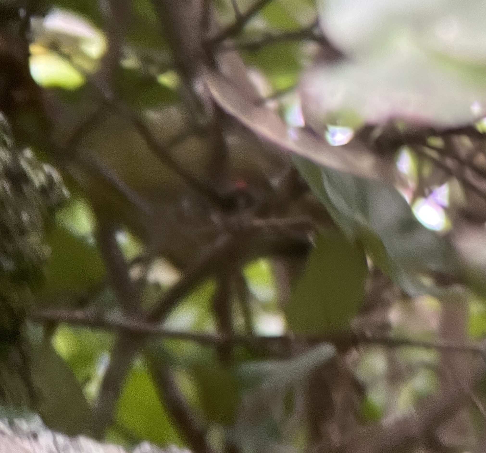 Mauritius Olive White-eye (Zosterops chloronothos), photo 9