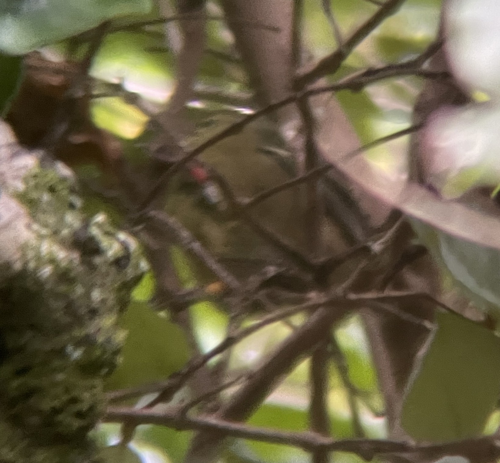Mauritius Olive White-eye (Zosterops chloronothos), photo 10