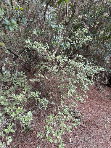 Azara dentata (Azara dentata)