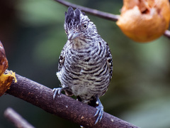 Thamnophilus doliatus tobagensis