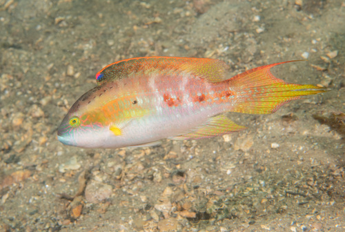 Comettailed wrasse (Oxycheilinus bimaculatus) — Labridae — 2