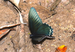Papilio forbesi