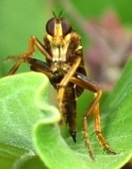 Asilus sericeus