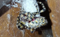 Alpaida alticeps