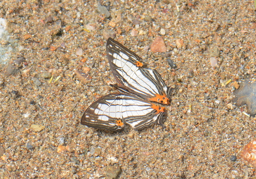 Cyrestis irmae