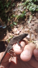 Anolis mccraniei