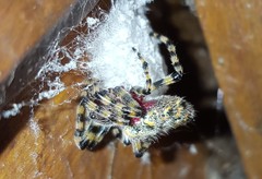 Alpaida alticeps